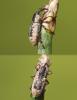 Thryogenes sp.